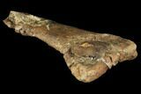 Hadrosaur (Edmontosaurus) Tibia Section - South Dakota #113635-3